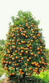Fruit trees in the ecosystem. 2016 12 15 09 04 56 Fruit Garden Tree Seeds Fruit Seeds