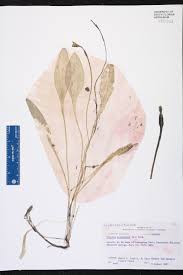 Image result for Ottelia exserta