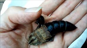 Reddit has thousands of vibrant communities with people that share your interests. Giant Hawk Moth Pupa Hatching In A Man S Hand Youtube
