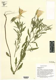 Image result for Onagraceae