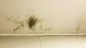 You can clean either one the same way. Ceiling Mold Growth Learn The Cause And How To Prevent It Environix