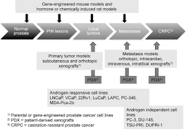 1932 animal cell 3d models. 22rv1 Cell Line An Overview Sciencedirect Topics