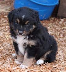 We did not find results for: Mini Aussies Oregon City Shepherd Portland Sale Breeder Puppies Aussie Puppies Mini Aussie Puppy Puppies