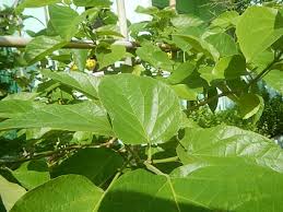 Image result for Premna