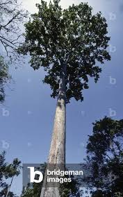 Image result for Antiaris