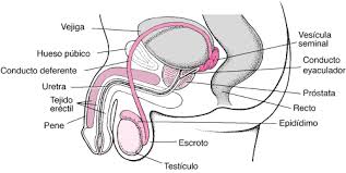 Check spelling or type a new query. Estructura Del Aparato Reproductor Masculino Salud Masculina Manuale Merck Version Para El Publico General