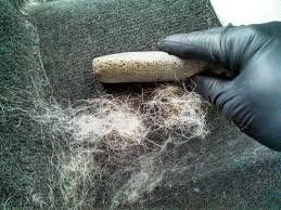 Can i vacuum the hair off my dog? Best Pet Hair Remover For Car Pet S Gallery