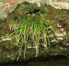 Image result for Vittaria isoetifolia