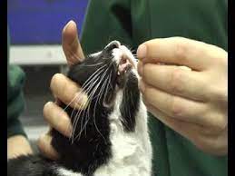 Please allow 30 days of use before seeing results as product needs to be in the system. How To Give A Cat Tablets Mp4 Youtube