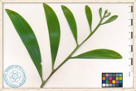 Image result for Acacia auriculiformis