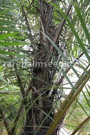 Image result for Raphia ruwenzorica