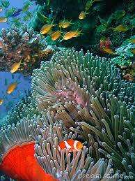 Colorful Coral Reef Fish Coral Reef Sea Animals Underwater Creatures