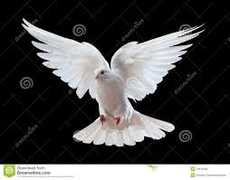 Dove Stock Photos Images Pictures 26 531 Images Dove Images White Doves Green Background Video
