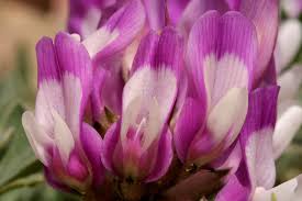 Image result for Astragalus