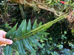 Image result for Anemiaceae