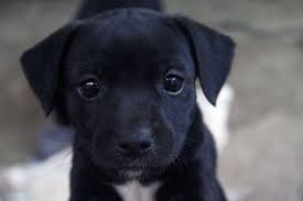 Black And White Labrador Puppy Log In Tumblr Cute Baby Dogs Lab Mix Puppies Black Lab Puppies