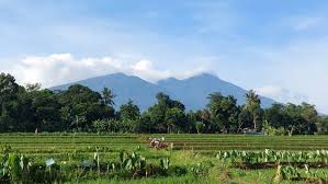 Persawahan Ciharashas Bogor Siap Disulap Jadi Objek Wisata Senilai Rp2,8  Miliar : Okezone Travel