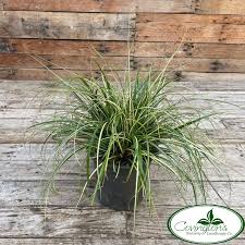 Image result for Carex johnstonii