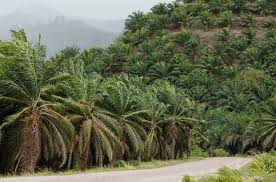 We are among 2 licenced exporter of crude palm oil companies from sabah, malaysia. Drones Are Transforming Palm Oil Industry In Southeast Asia Opus Kinetic