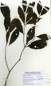 Image result for Rothmannia urcelliformis