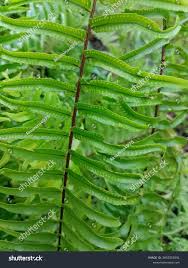 Image result for Microlepia speluncae