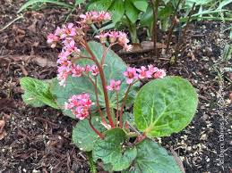 Image result for Aspilia ciliata