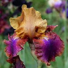 Syncopation 5 Iris Flowers Iris Garden Most Beautiful Flowers