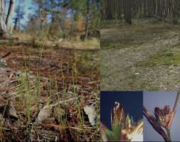 Image result for Juncaceae