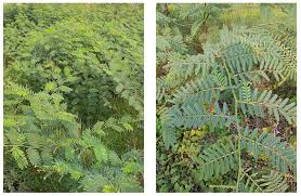 Image result for Mimosa pigra