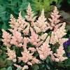 Ostrich plume astilbe is a fine choice for the garden, but it is also a good selection for planting in outdoor pots and containers. 3