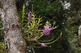 Image result for Barleria spinulosa