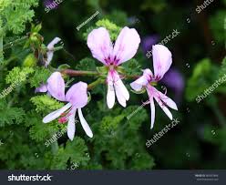 Image result for Geraniaceae