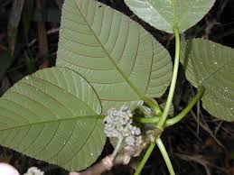 Image result for Urera