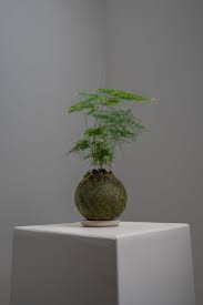 Image result for Suaeda plumosa