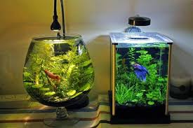 How often should i clean my fish bowl? How To Take Care Of A Betta Fish Best Betta Fish Tank Betta Fish Bowl Betta Fish Tank Betta Aquarium