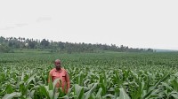 Farming boosts refugee resilience in Nyabiheke