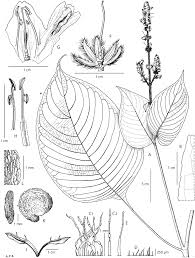 Image result for Justicia asystasioides