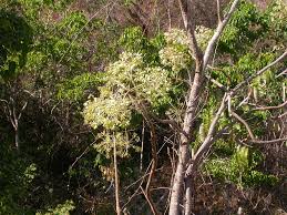 Image result for Steganotaenia