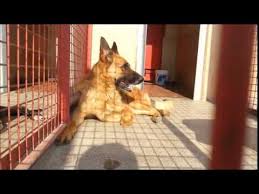 Ankara Kutludugun Hayvan Rehabilite De Dostu Ziyaret 11 09 2014 Youtube