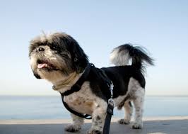 A dog's temperament is affected by both genes and environment. Shih Tzu