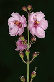 Image result for Sopubia ramosa