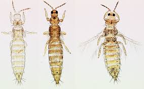 Image result for Cissus nigropilosa