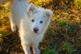 Ze gebruiken hun ogen om met hun baasjes te communiceren, om te bedelen en om natuurlijk op prooien te jagen. Herdershond Puppy Hond Blauwe Ogen Tweesprong Bergamasco Herder Zoogdier Wit Albino Dier Italiaanse Hond Pikist