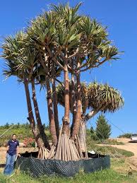 Image result for Pandanus