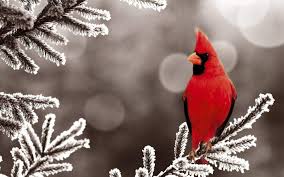 Cardinal In Winter Wallpapers Wallpaper Cave Explore senoracak's photos on flickr. cardinal in winter wallpapers