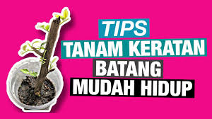 Maybe you would like to learn more about one of these? Tips Tanaman Keratan Batang Mudah Hidup Youtube