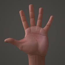 Male Arms 3d Model 3d Model Model Arms