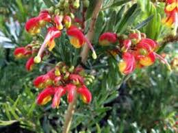 Image result for Grewia hornbyi