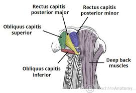 The posterior muscles of the neck are primarily concerned with head movements, like extension. Muscles Of The Neck Teachmeanatomy