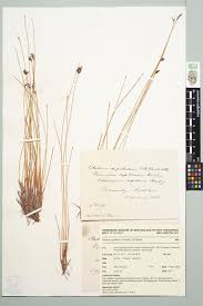 Image result for Tetraria